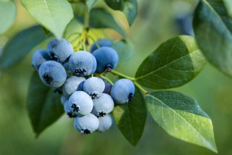 Healthy blueberries in the field