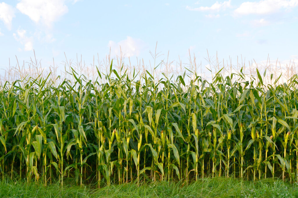 Healthy corn field