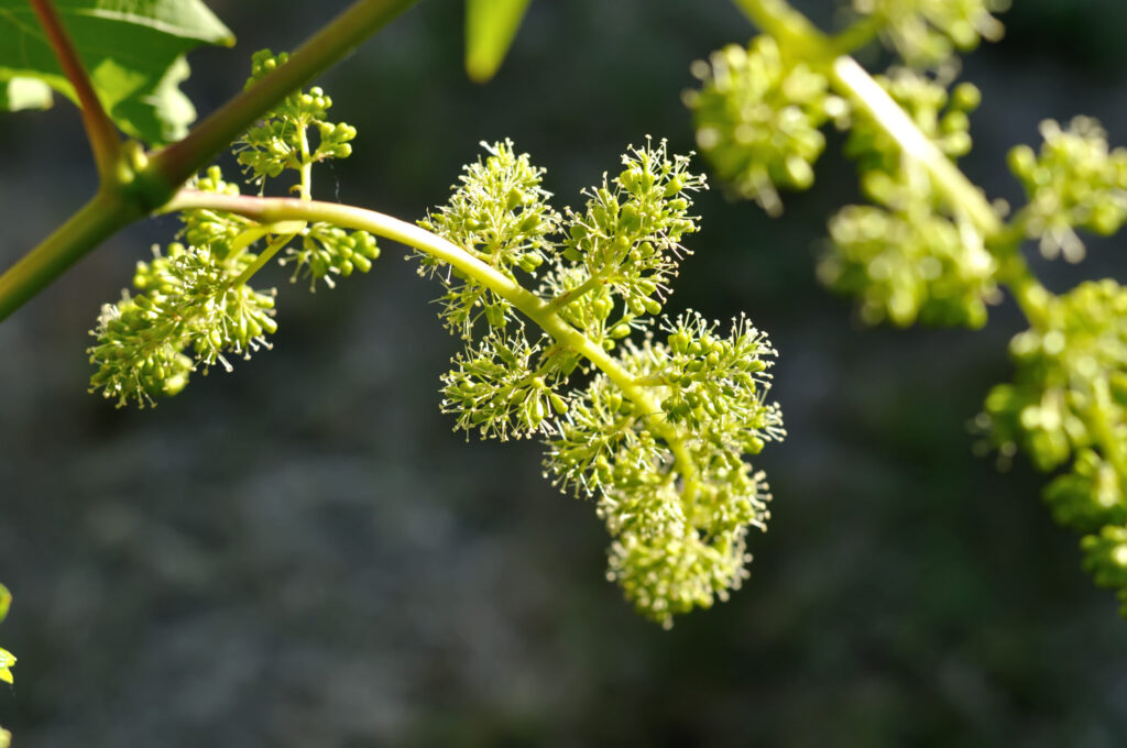 Wine grape bloom in the field with successful pollination