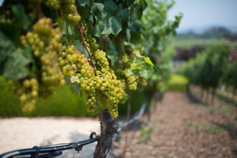 Healthy wine grapes with heat stress mitigation in the vineyard
