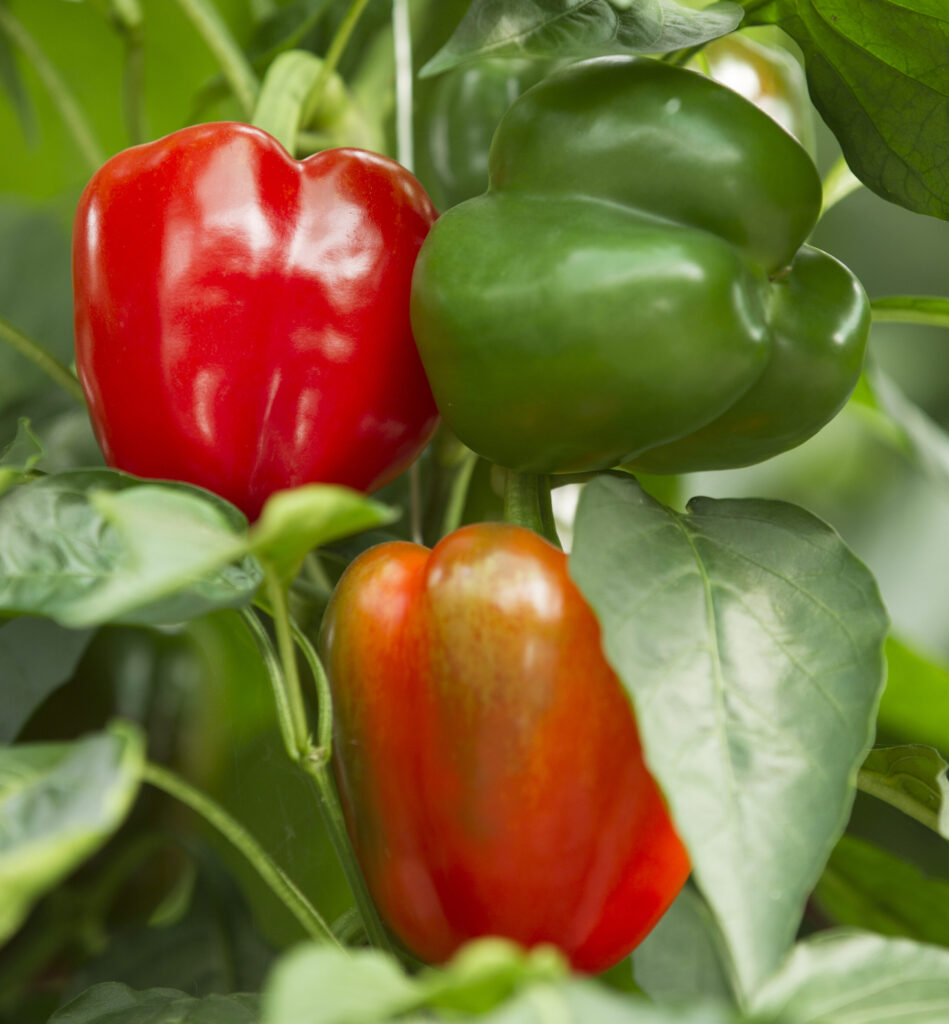 Healthy bell peppers in the field