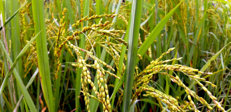 Healthy rice crop