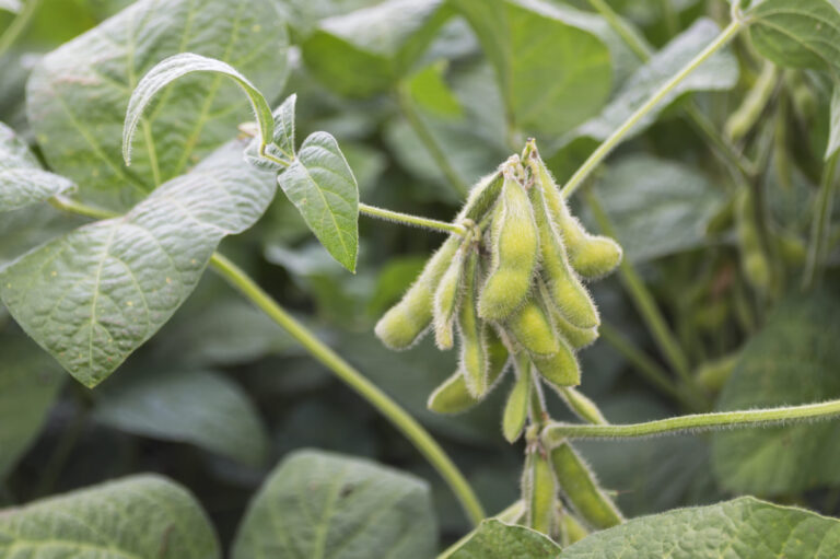Healthy soybean crop