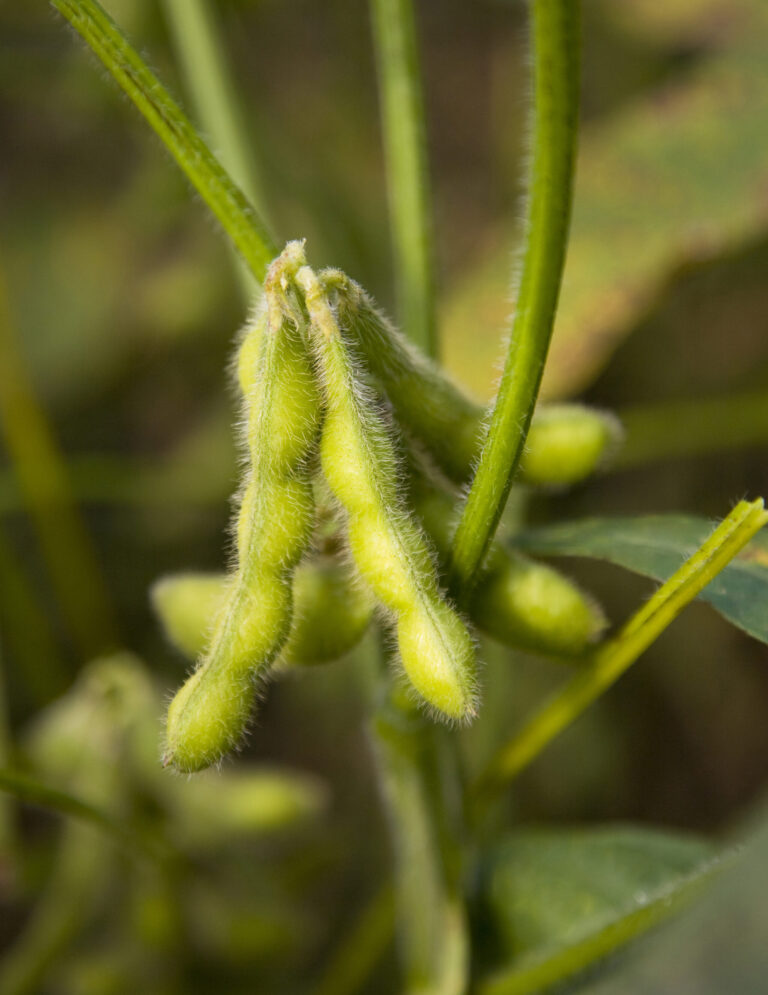 Healthy soybeans with improved pod fill in the field