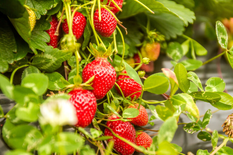 Healthy strawberries in the field