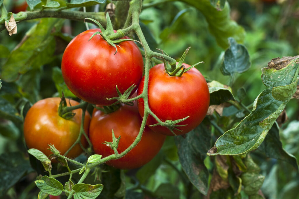 Healthy tomato crop