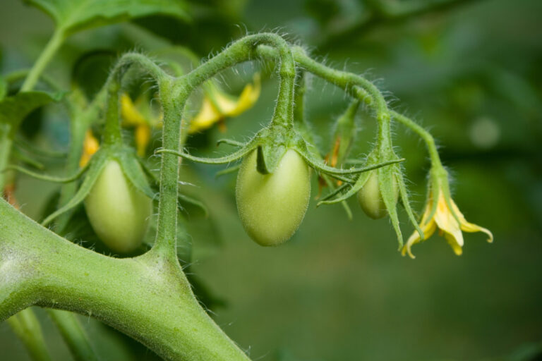 Flowering tomato plant