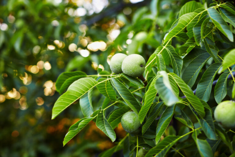 Healthy walnut trees