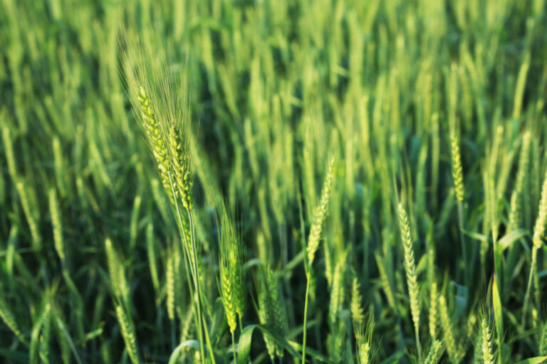 Healthy winter wheat in the field