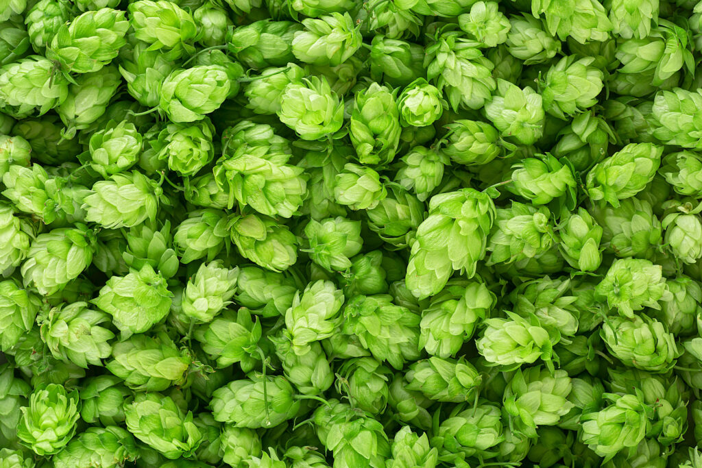 Hops