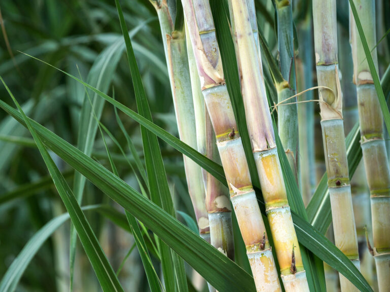 Sugarcane in the field