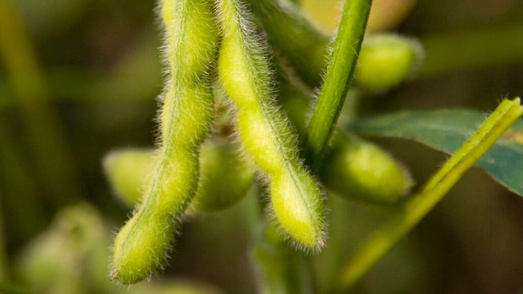 Soybeans