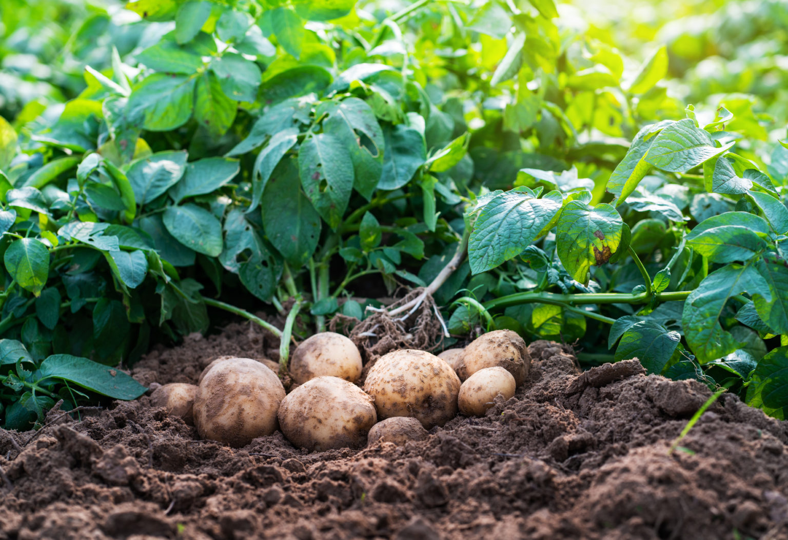 Novodor™ FC Biological Insecticide | Sumitomo Biorational