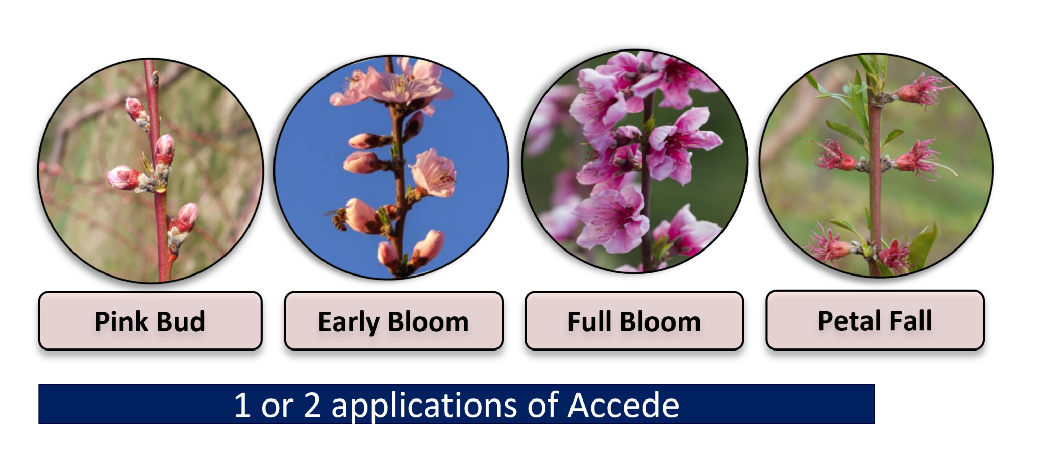 Accede® on Nectarines and Peaches | Sumitomo Biorational