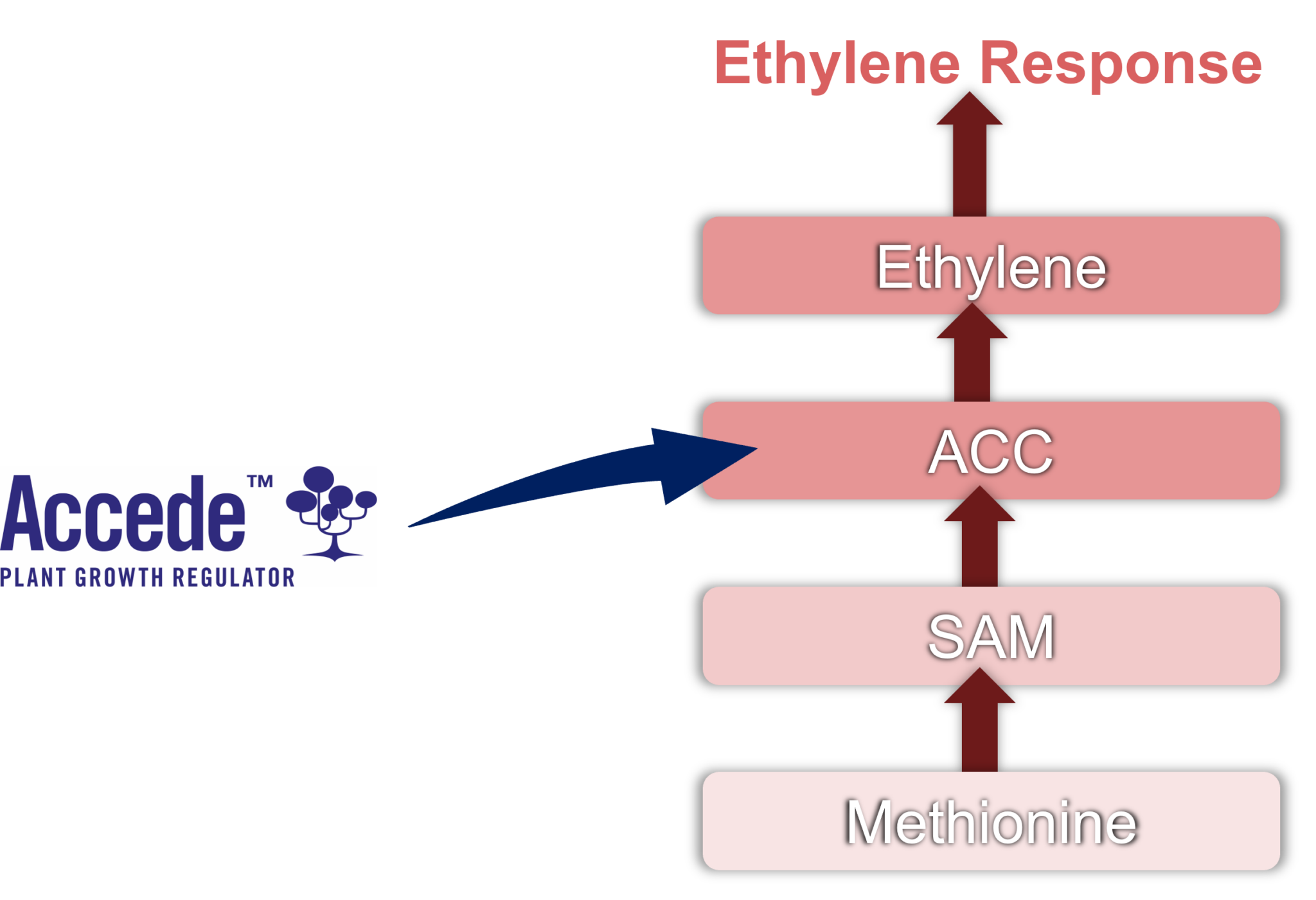 Accede® on Nectarines and Peaches | Sumitomo Biorational