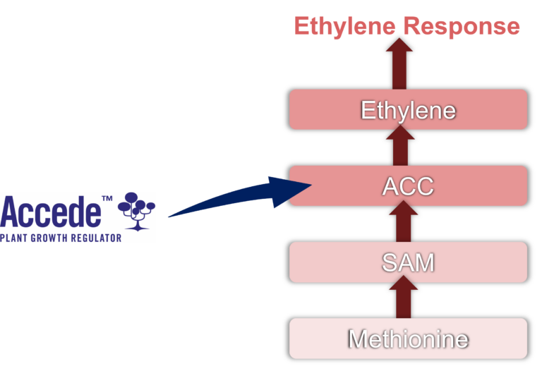 Accede contains the active ingredient ACC, which induces the ethylene biosynthesis pathway