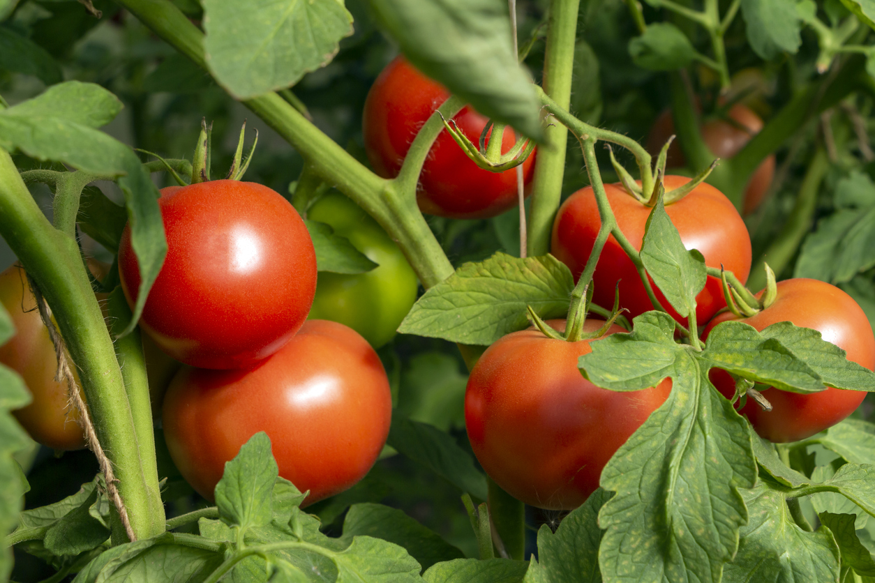 Novodor™ FC Biological Insecticide | Sumitomo Biorational